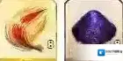 FateGo突破