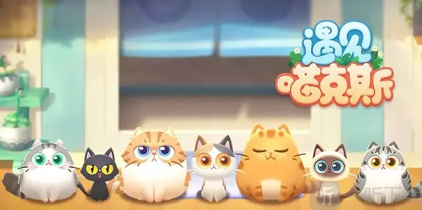 遇见喵克斯色猫猫