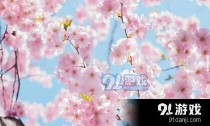 阴阳师樱花妖信物线索图是什么 樱花妖线索图教程