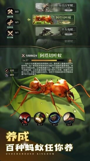 小小蚁国攻略中的蚁群生态与资源采集画面