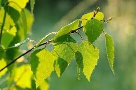 我的世界白桦树叶作用解析