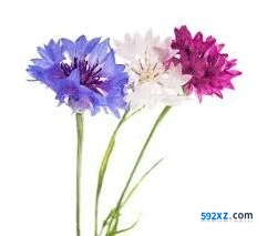 我的花园紫矢车菊养殖指南