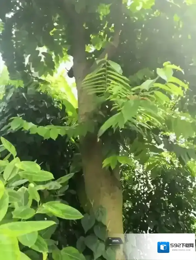 支付宝见血封喉树